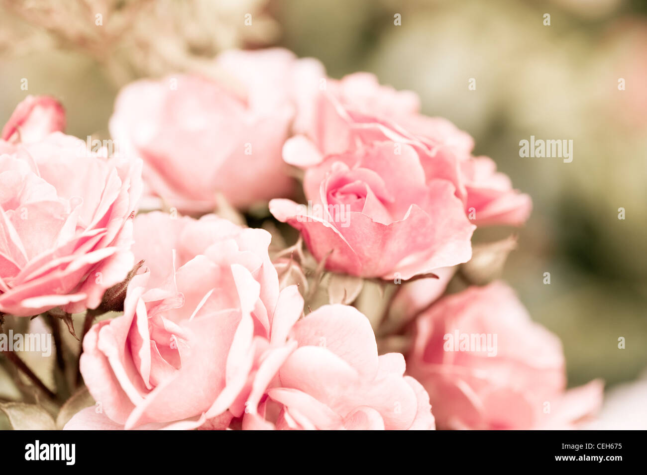 Vintage Rosen Strauß Sepia getönten Blüten Haufen Stockfoto