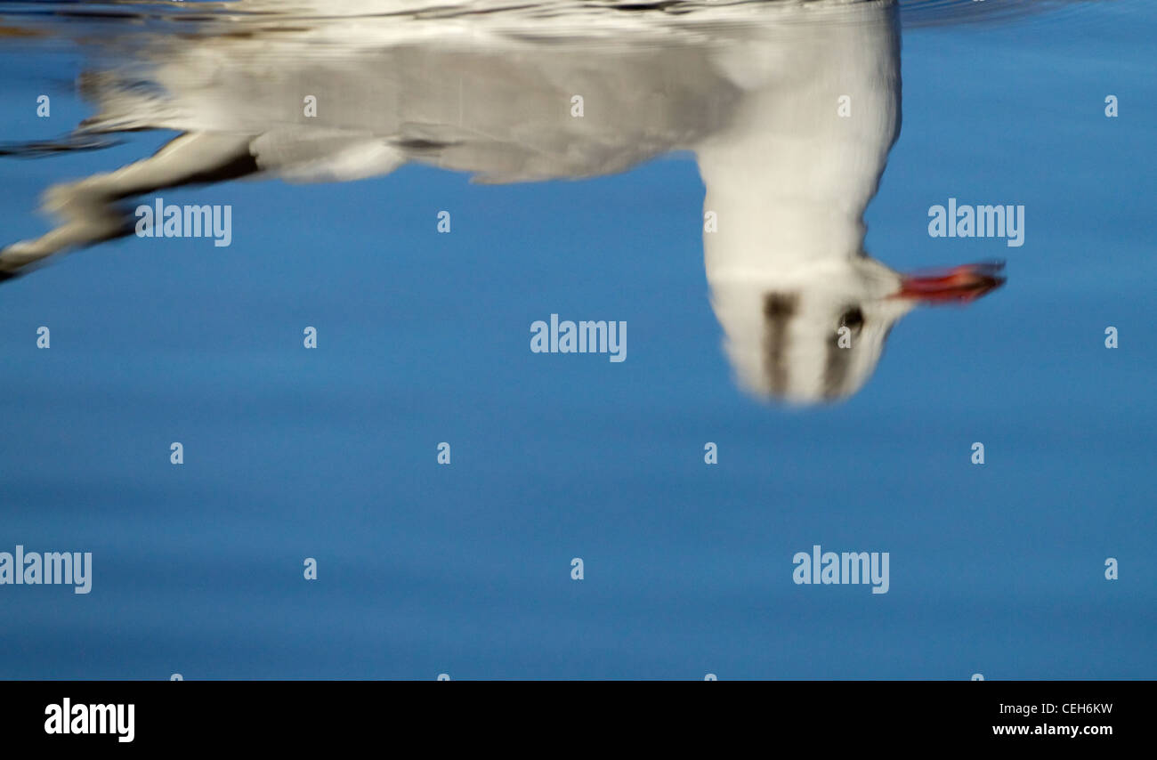 Lachmöwe Larus ridibundus im Winter Gefieder Norfolk Coast Stockfoto