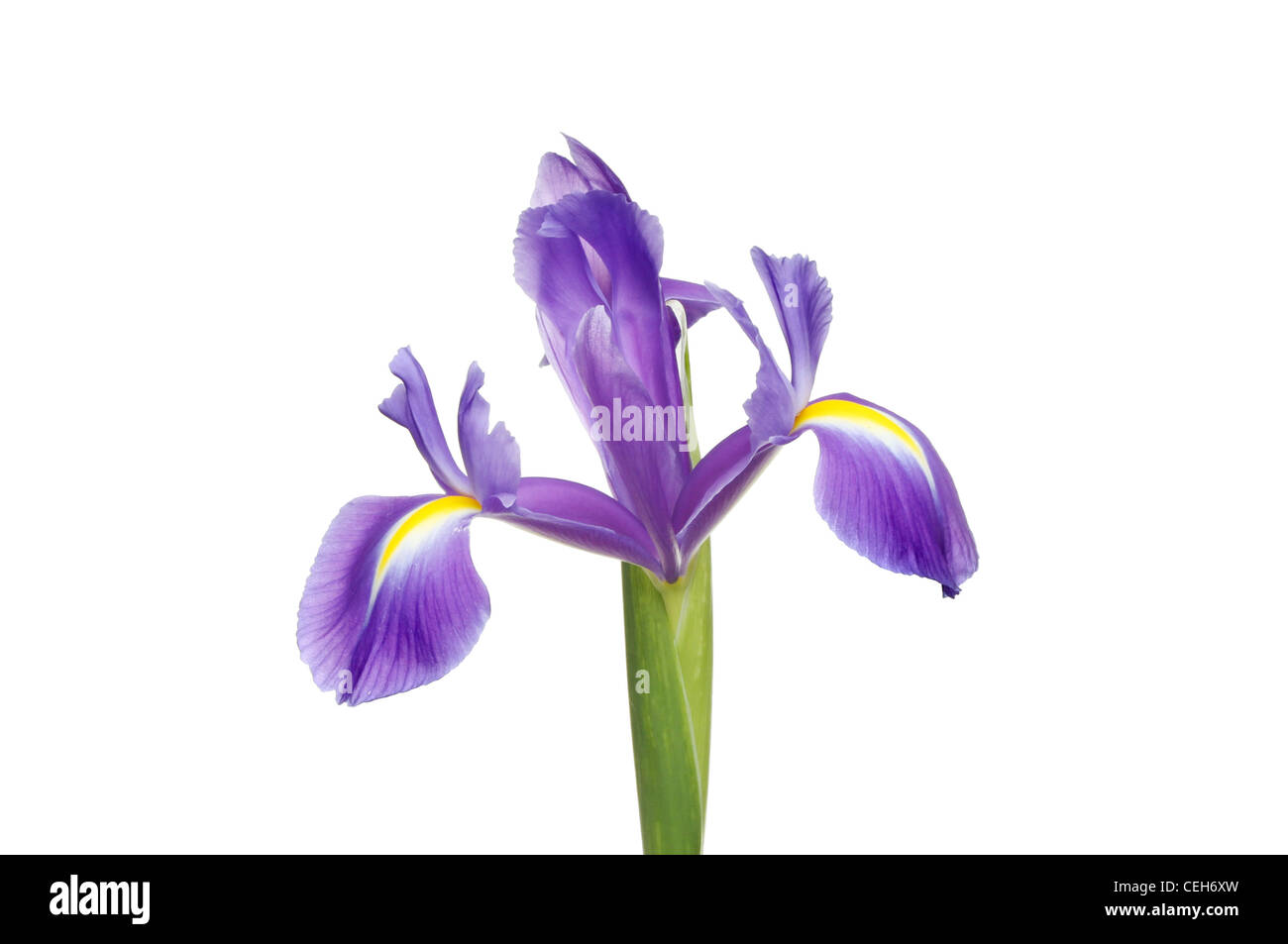 Blaue und gelbe Iris Blume isoliert gegen weiß Stockfoto