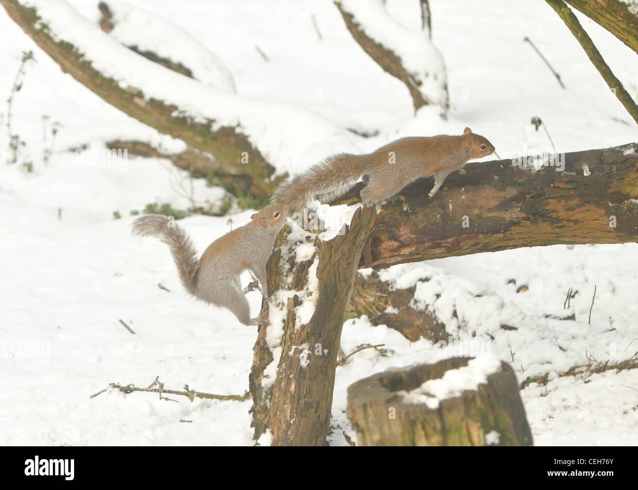 Graue Eichhörnchen Sciurus Carolinensis jagt andern Weg von seinem Territorium auf einem schneebedeckten Zweig im winter Stockfoto
