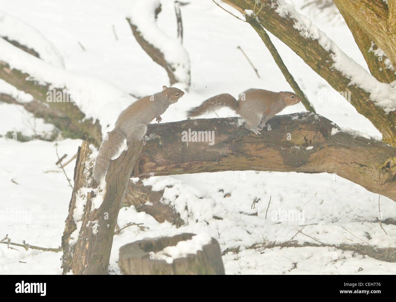 Graue Eichhörnchen Sciurus Carolinensis jagt andern Weg von seinem Territorium auf einem schneebedeckten Zweig im winter Stockfoto