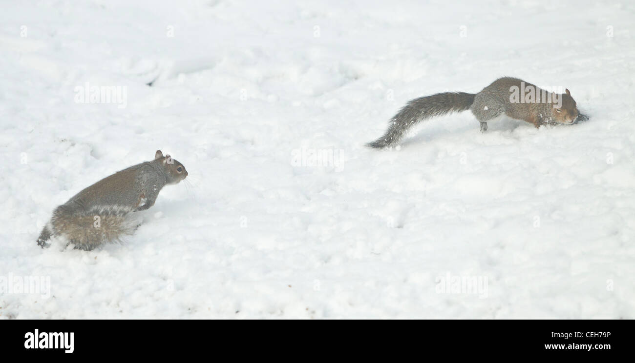 Graue Eichhörnchen Sciurus Carolinensis streiten miteinander Essen im Schnee im winter Stockfoto