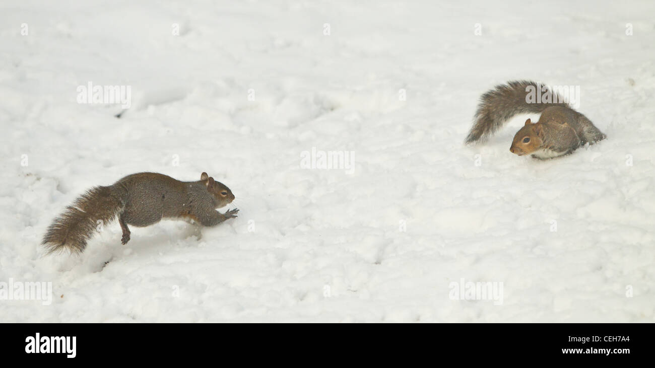 Graue Eichhörnchen Sciurus Carolinensis streiten miteinander Essen im Schnee im winter Stockfoto