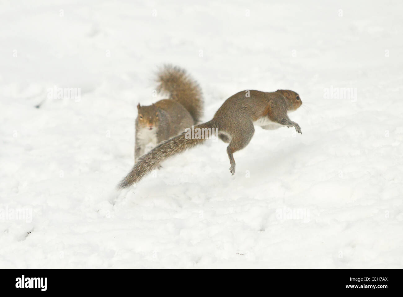 Graue Eichhörnchen Sciurus Carolinensis streiten miteinander Essen im Schnee im winter Stockfoto