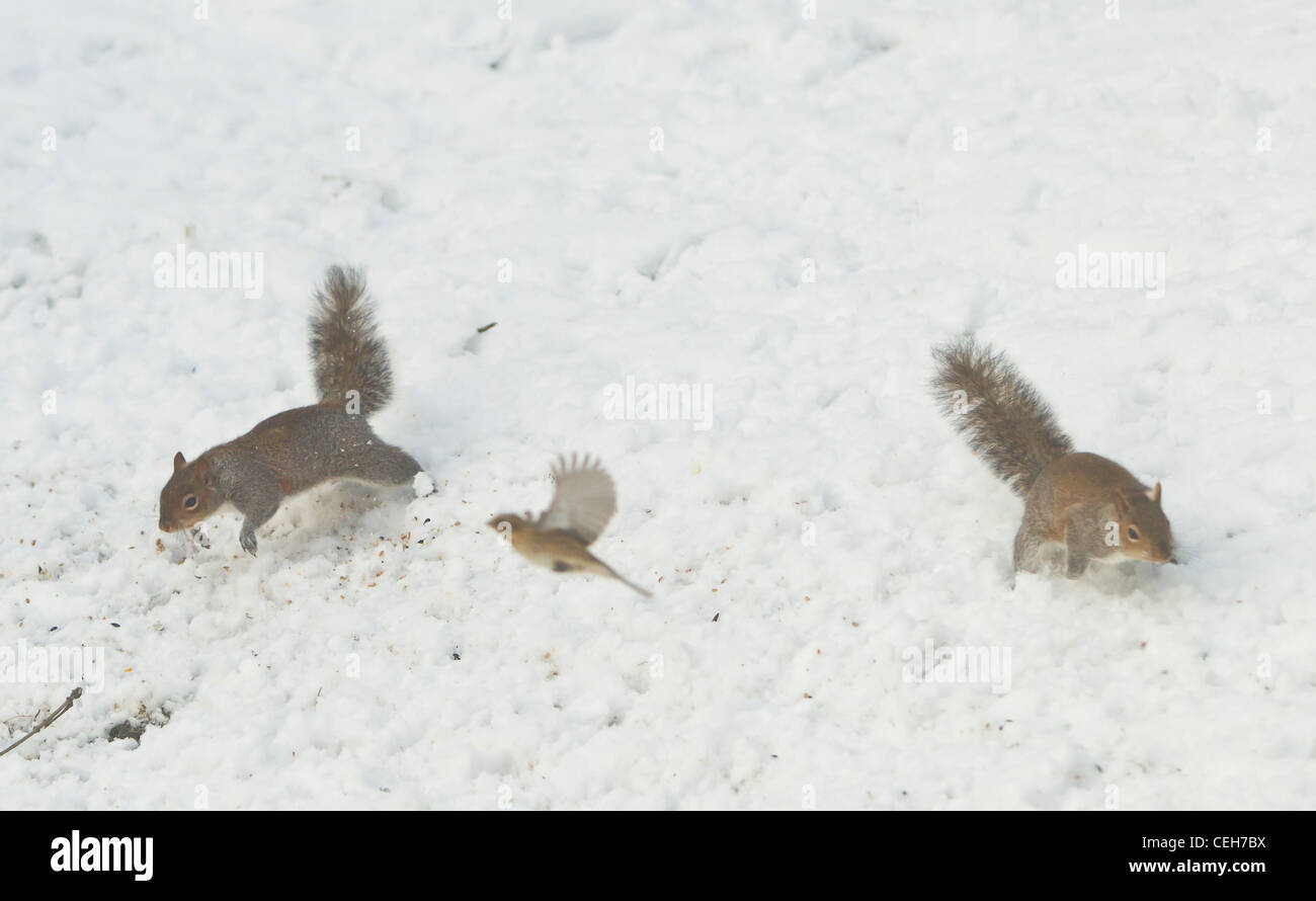 Graue Eichhörnchen Sciurus Carolinensis streiten miteinander Essen im Schnee im winter Stockfoto