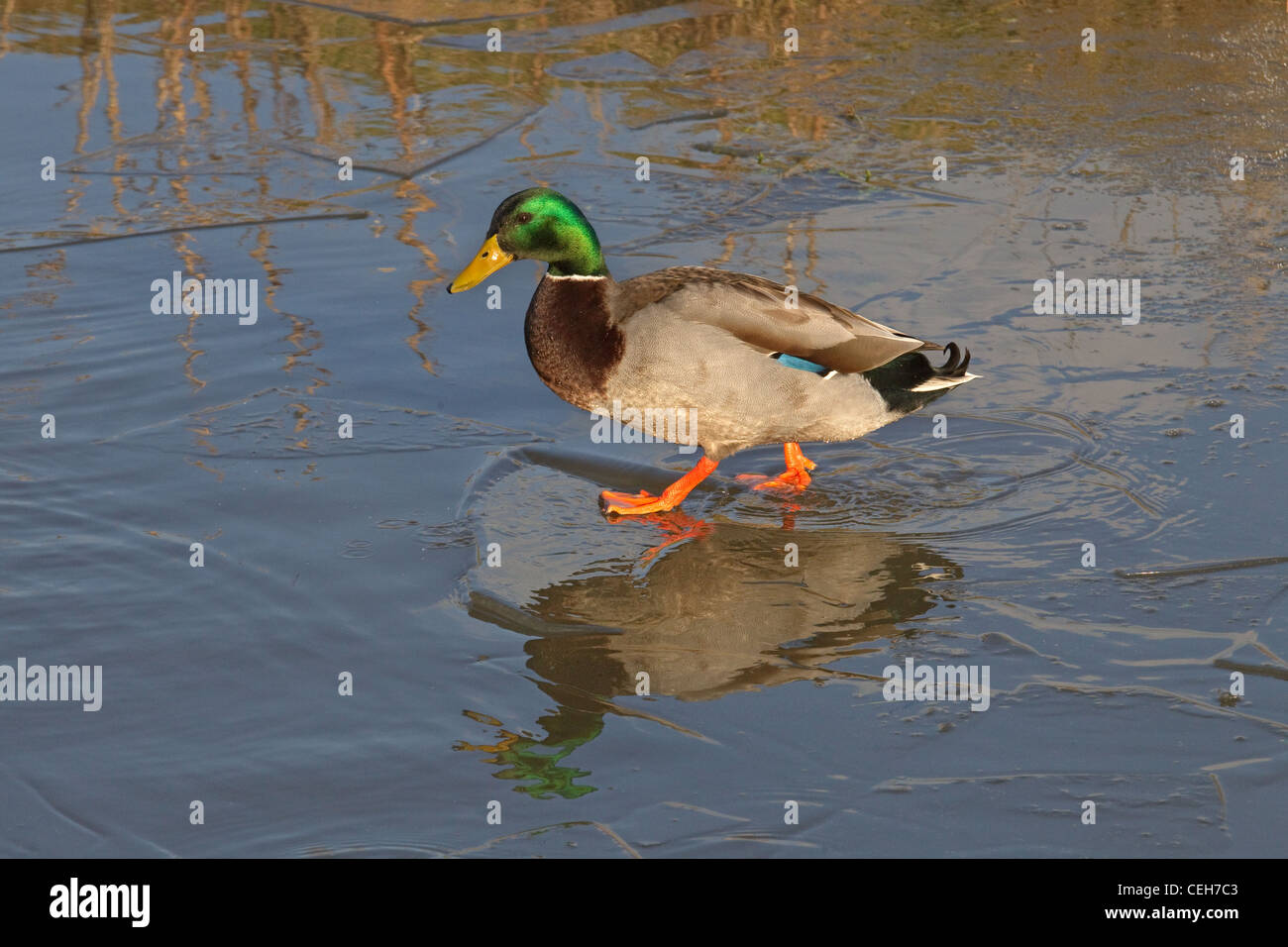 Anus platyrhynchos Stockente Erpel Wandern auf gefrorenen Teich Stockfoto