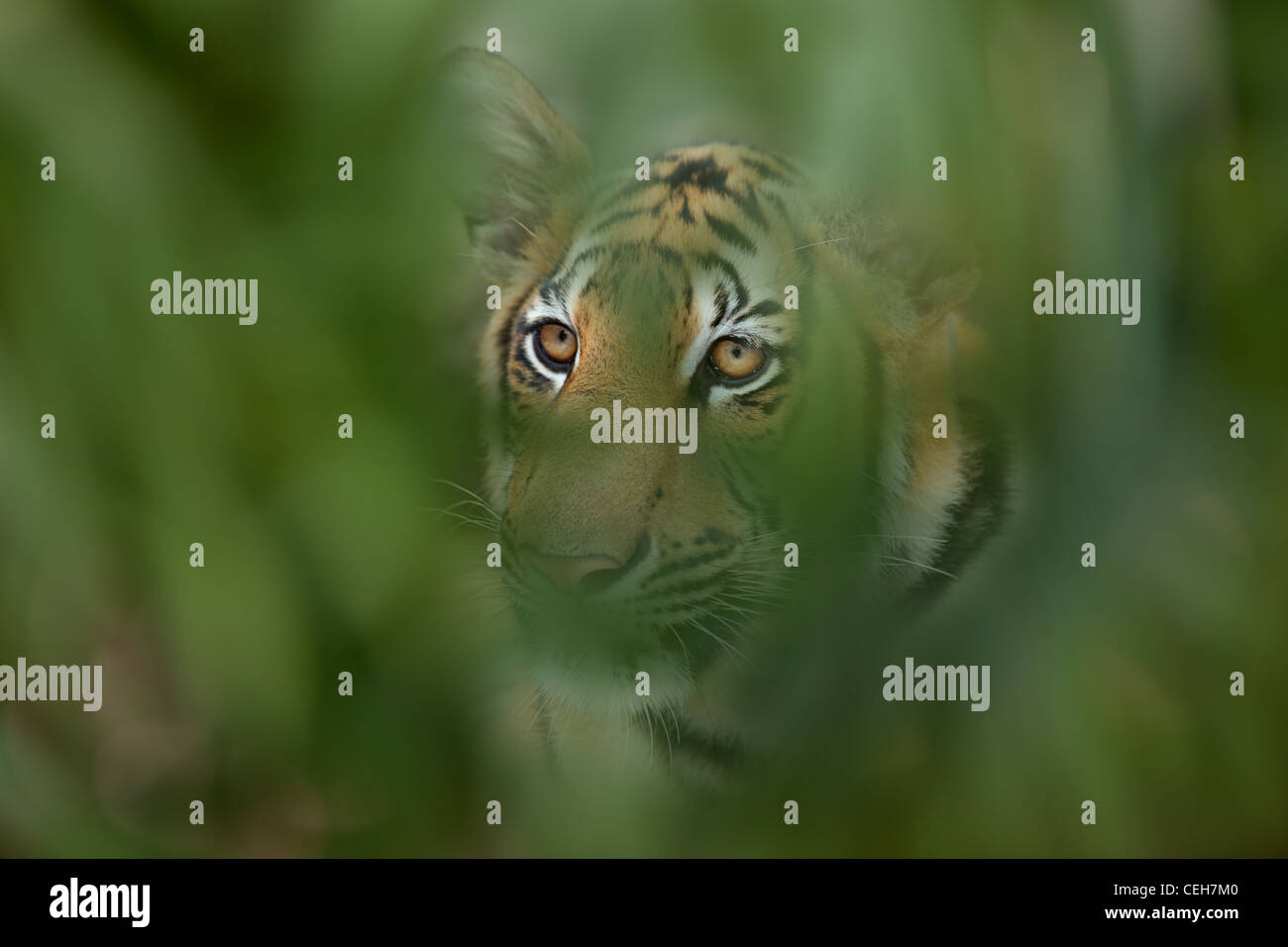 Bengal-Tiger-Panthera Tigris Tigris in dicken Abdeckung Stockfoto