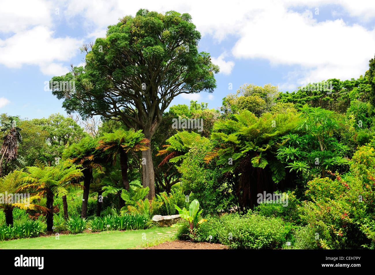 Kirstenbosch Botanical Gardens, Cape Town, Western Cape, Südafrika Stockfoto