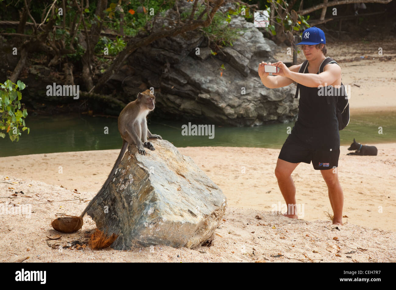 Krabbe-Essen fotografiert Makaken Macaca Fasdicularis Südthailand Stockfoto