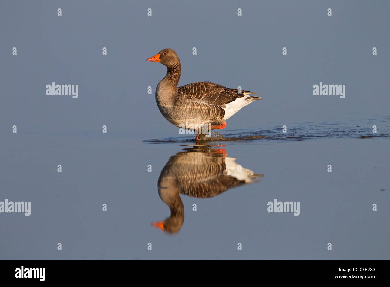 Greylag Goose Anser Anser, der in ruhigem Wasser reflektiert Stockfoto