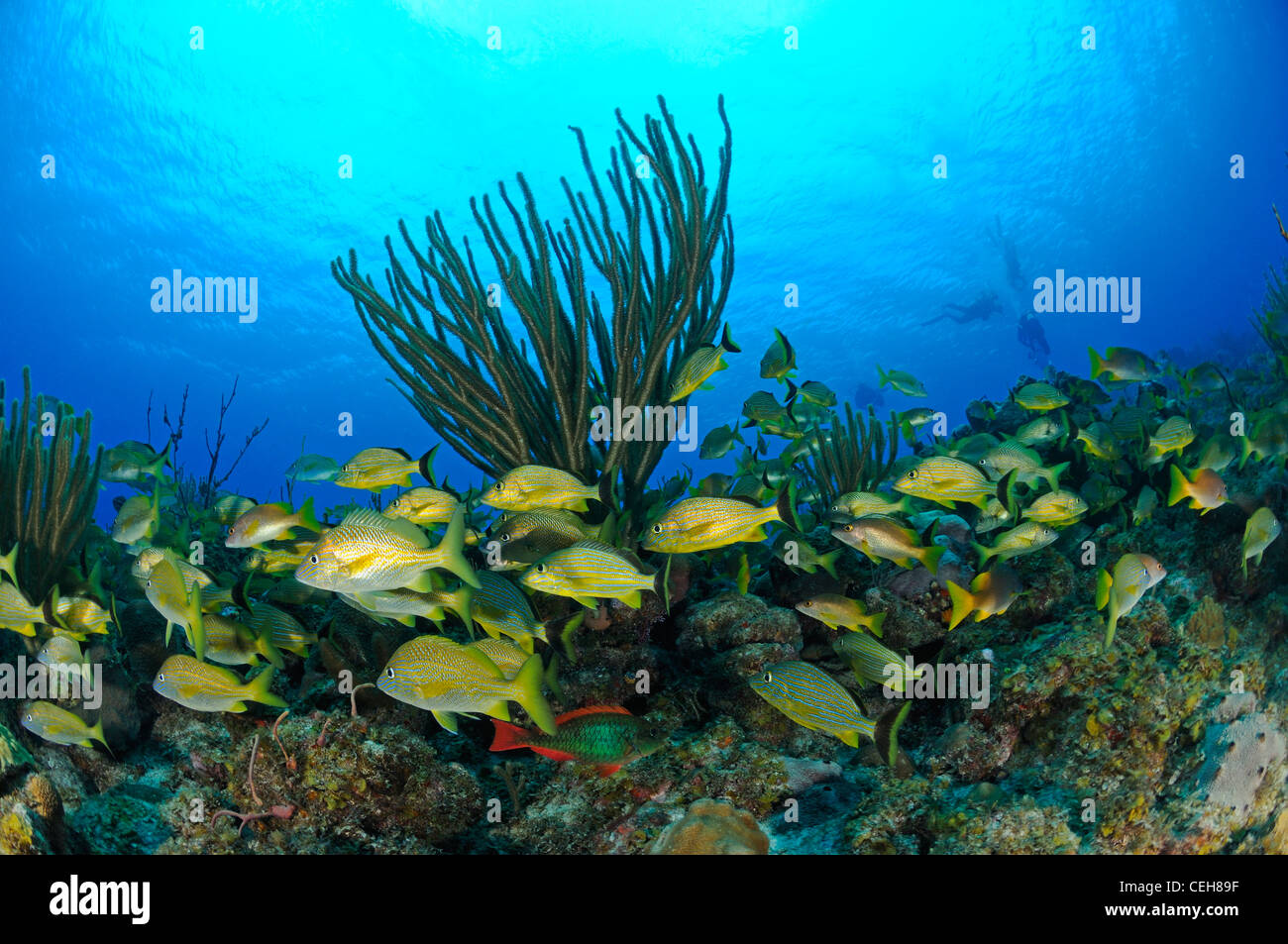 Schule halten Grunzen auf karibische Korallenriff, Schule von Fisch, Isla De La Juventud, Treasure Island, Kuba, Caribbean Stockfoto