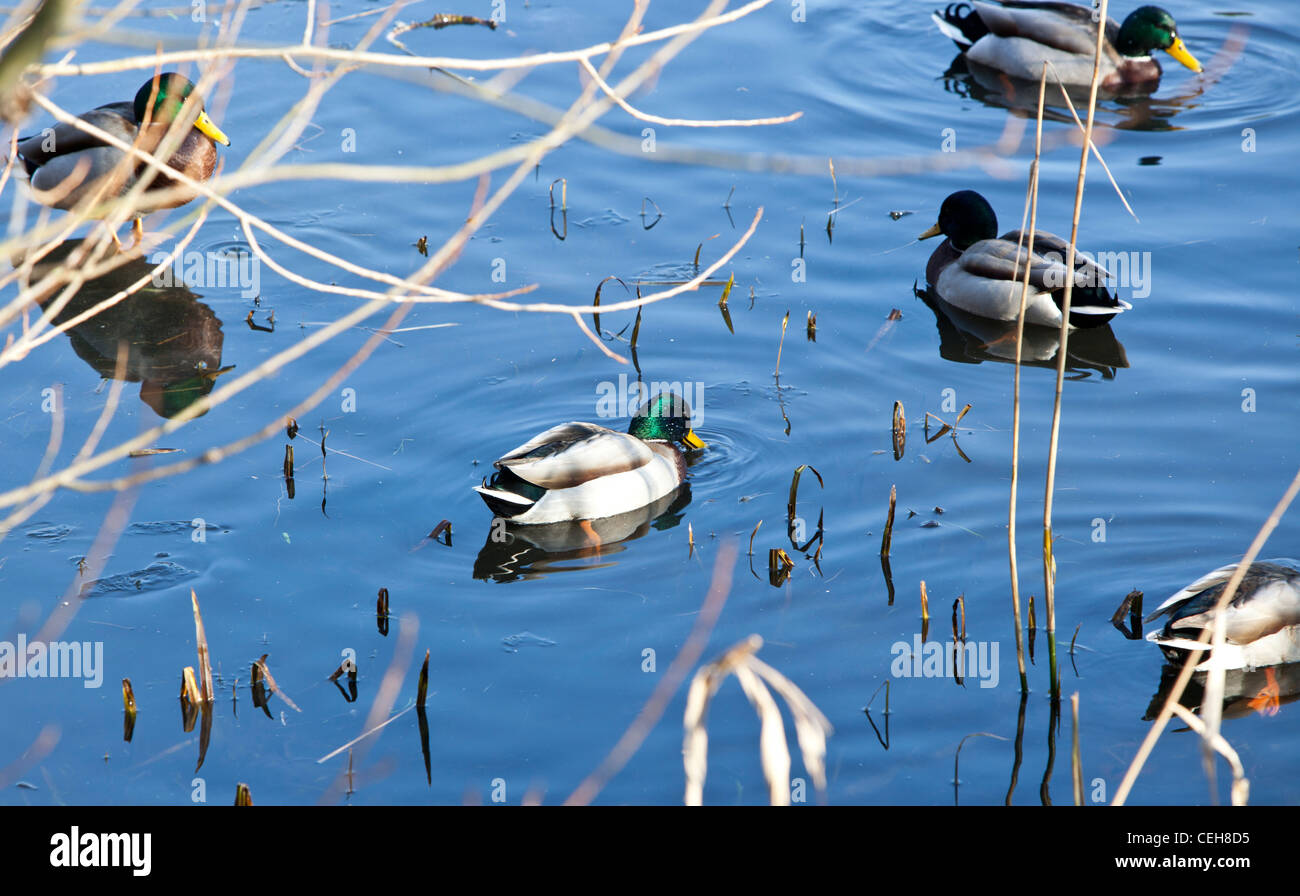 Wildenten Schwimmen im Teich Stockfoto