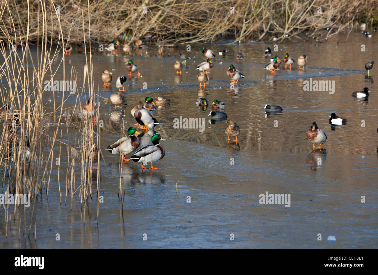 Eine Gruppe von Enten auf einem halb zugefrorenen Teich, Hampstead Heath, Highgate, London, UK Stockfoto