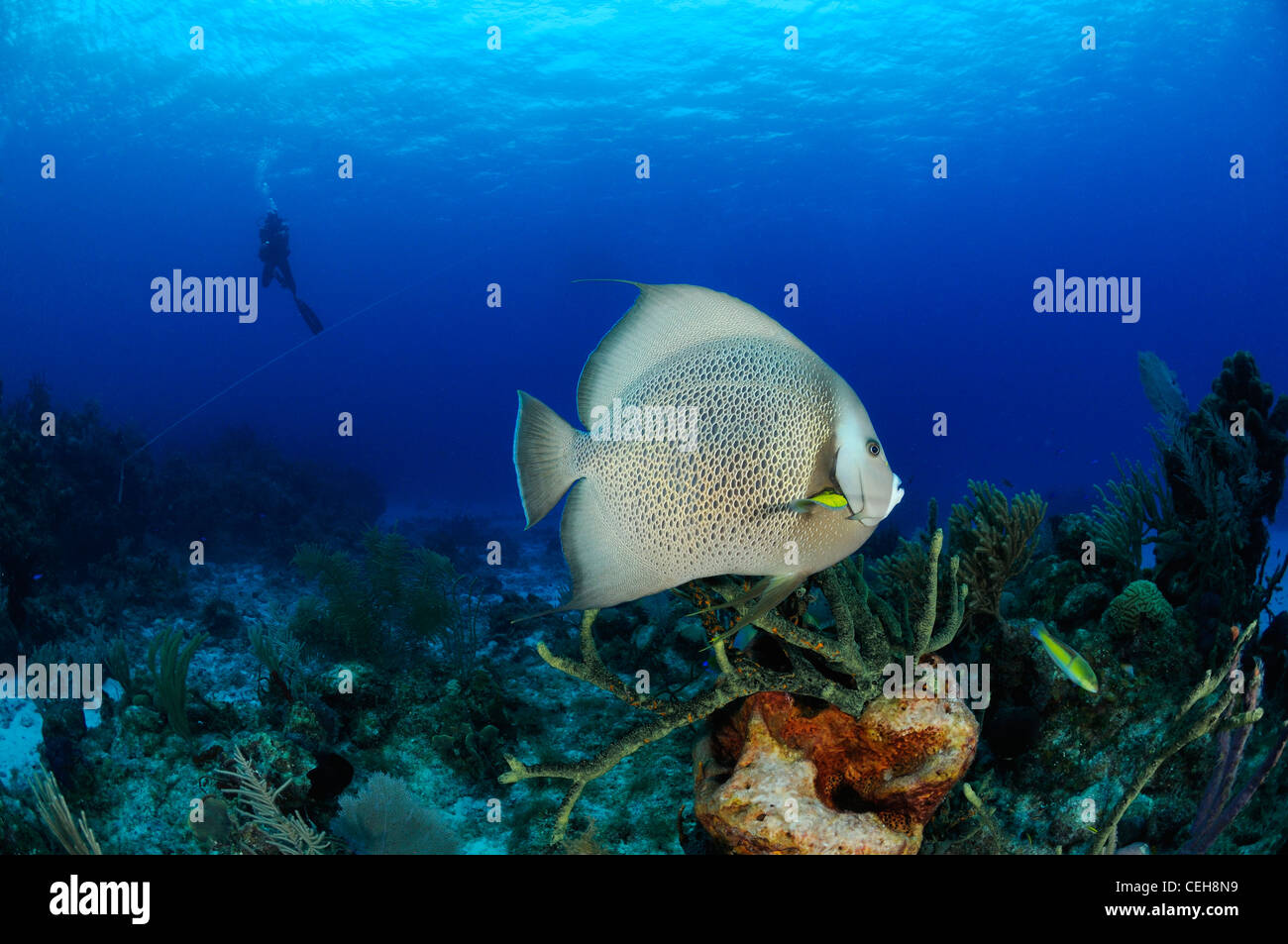 Korallenriff mit grauen Kaiserfisch mit Scuba Diver, Maria La Gorda, Almirante, Kuba, Caribbean Stockfoto