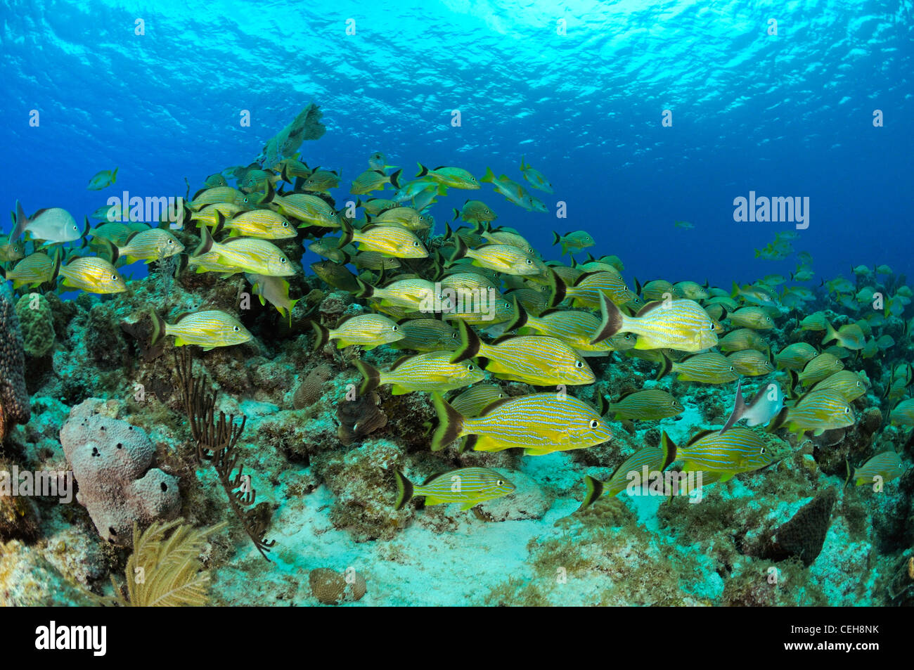 Schule halten Grunzen auf karibische Korallenriff, Schule von Fisch, Maria La Gorda, Aquario, Kuba, Caribbean Stockfoto