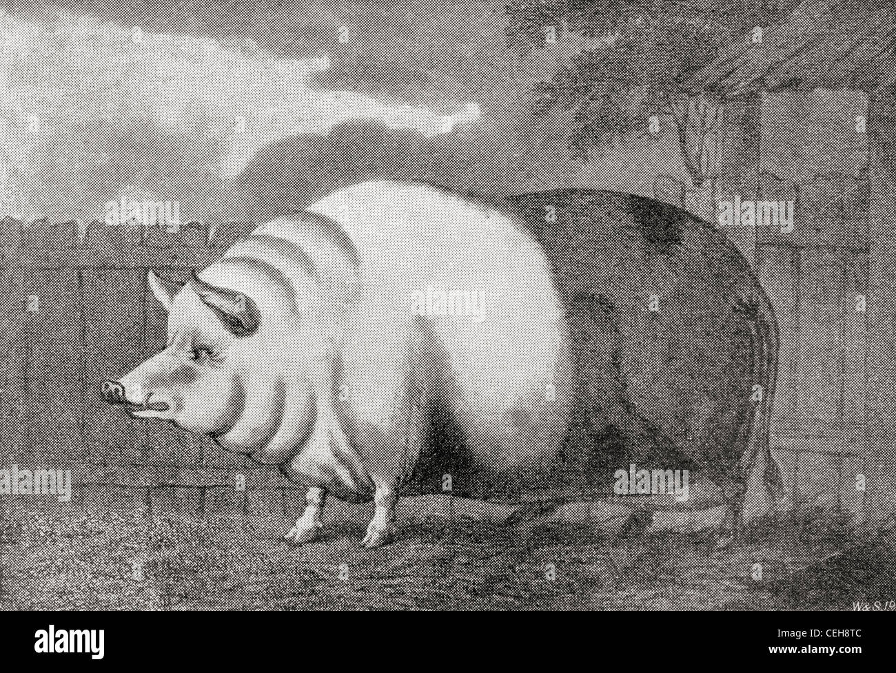 Ein Riesen Schwein gehört Herr Charles Butler im Jahr 1797, es gemessen 8ft.in Länge, 3 Fuß 7½ VG hoch und wog 811 lbs. Stockfoto