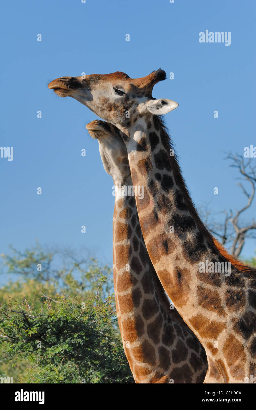 Giraffen kämpfen Stockfoto