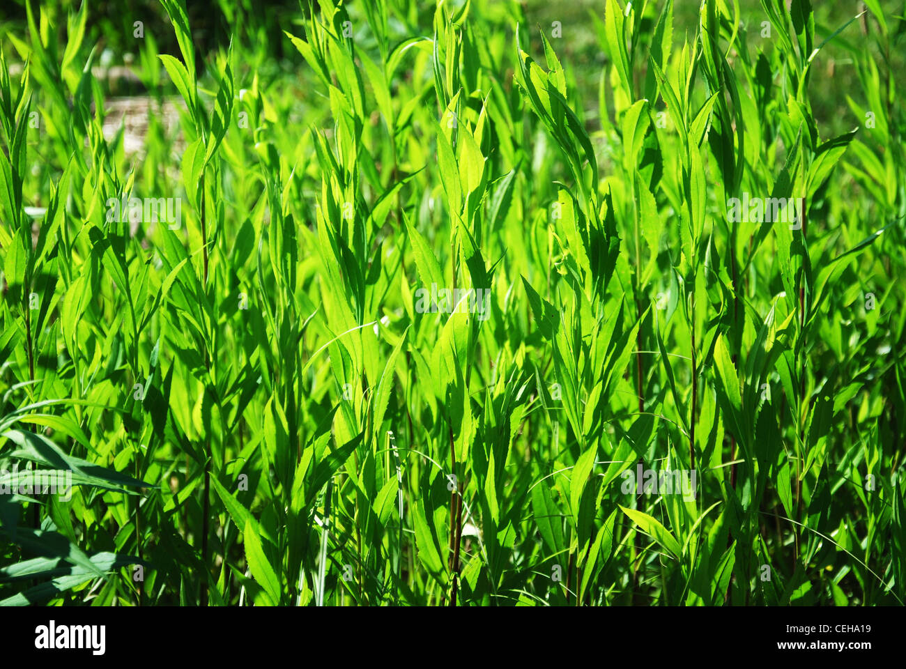 Grün, Rasen, Textur, Pflanze, Pflanzen, Sommer, Park, Blätter Stockfoto