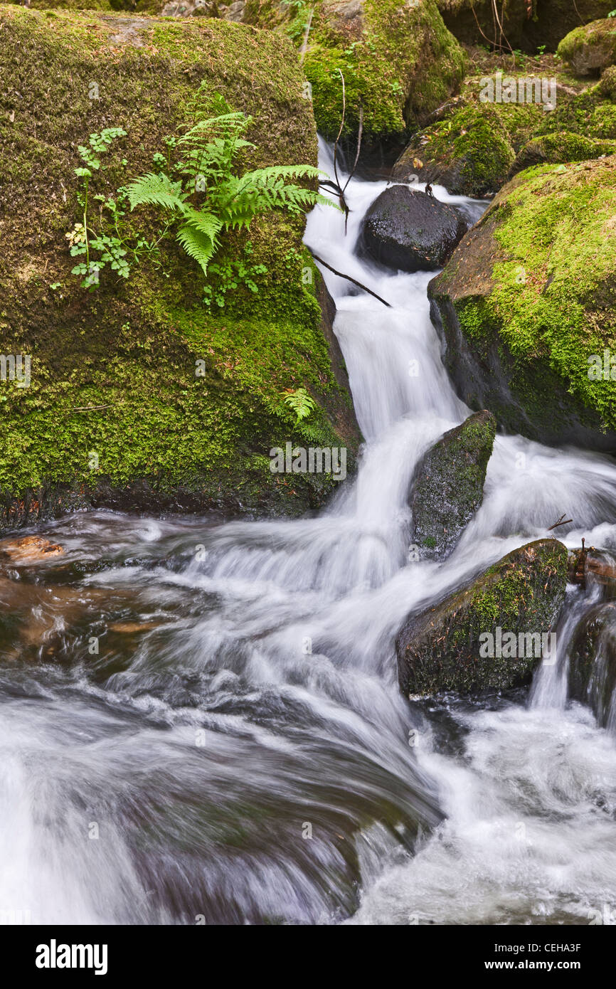 GOLITHA FALLS, NR LISKEARD, CORNWALL, GROßBRITANNIEN, UK Stockfoto