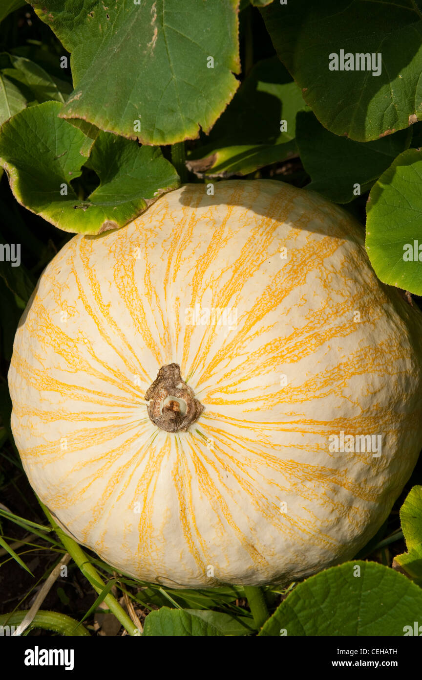 Hybrid-Orange und weiß gestreifte Pumpking in organischen Grundstück wachsen. Pennsylvania, USA. Stockfoto