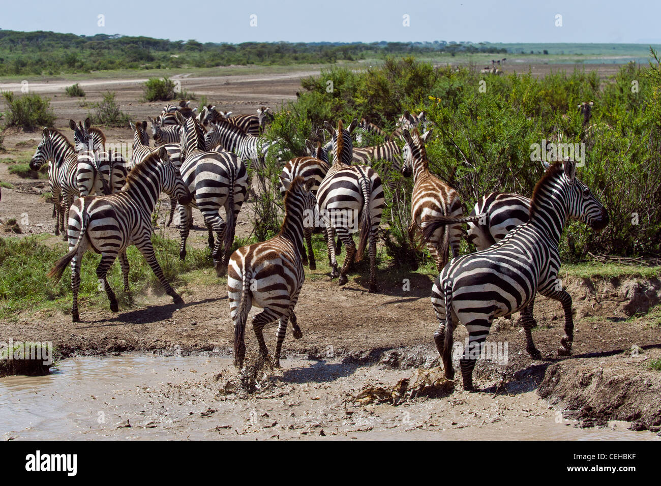 Ebenen Zebras Equus Quagga an einer Wasserstelle in Ndutu in Ngorongoro Conservation Area - Tansania Stockfoto