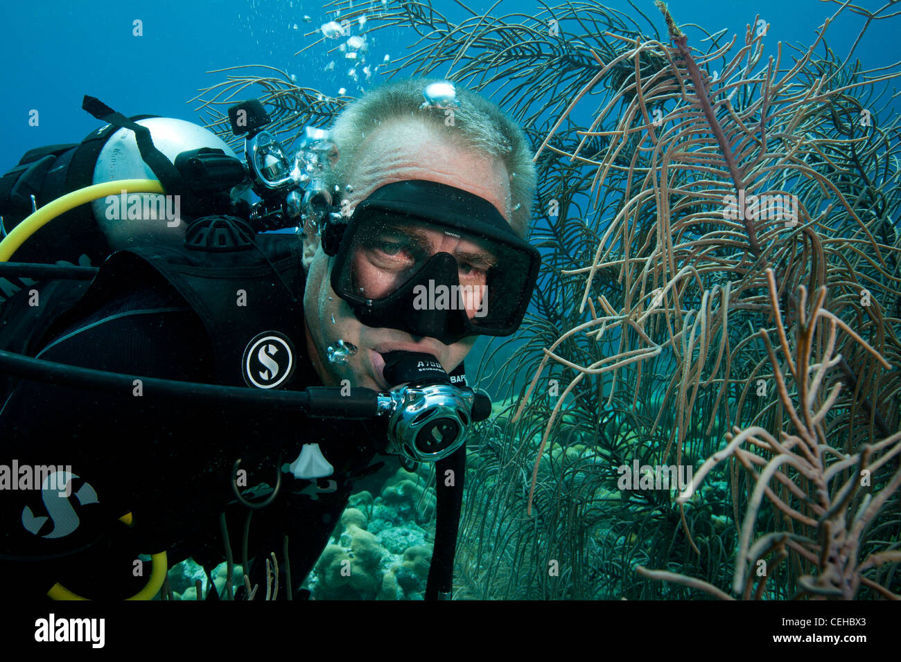 Reife Taucher am Korallenriff Stockfoto
