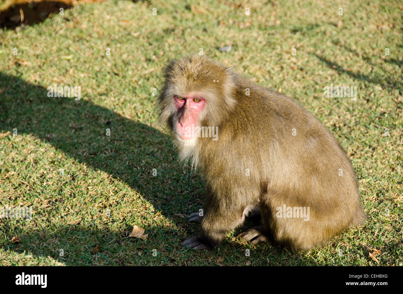 Japanischen Makaken, macaca fuscata, auf dem Boden sitzend in seinem natürlichen Lebensraum Stockfoto