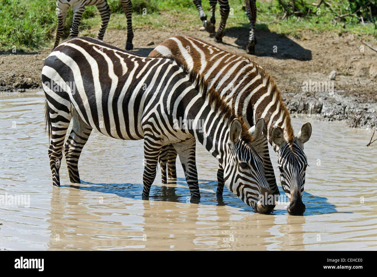 Ebenen Zebras Equus Quagga an einer Wasserstelle in Ndutu in Ngorongoro Conservation Area - Tansania Stockfoto
