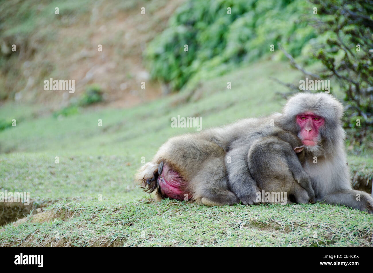 Weibliche japanischen Makaken, macaca fuscata, auf dem Boden liegend mit einem Baby schlafen in ihren Arm Stockfoto