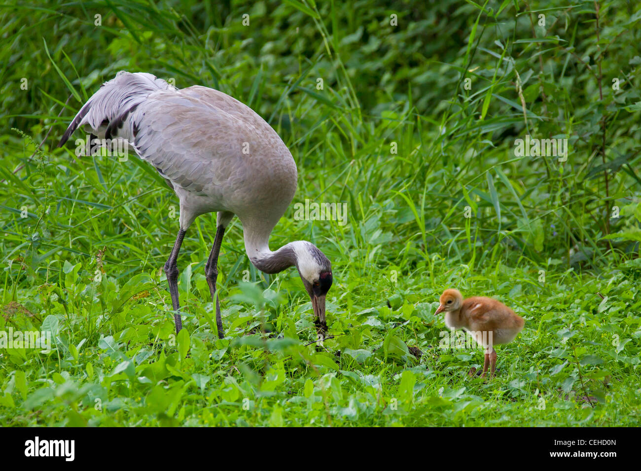 Eurasische Kranich (Grus Grus) mit 10 Tage alten Küken auf Nahrungssuche im Moorland, Deutschland Stockfoto