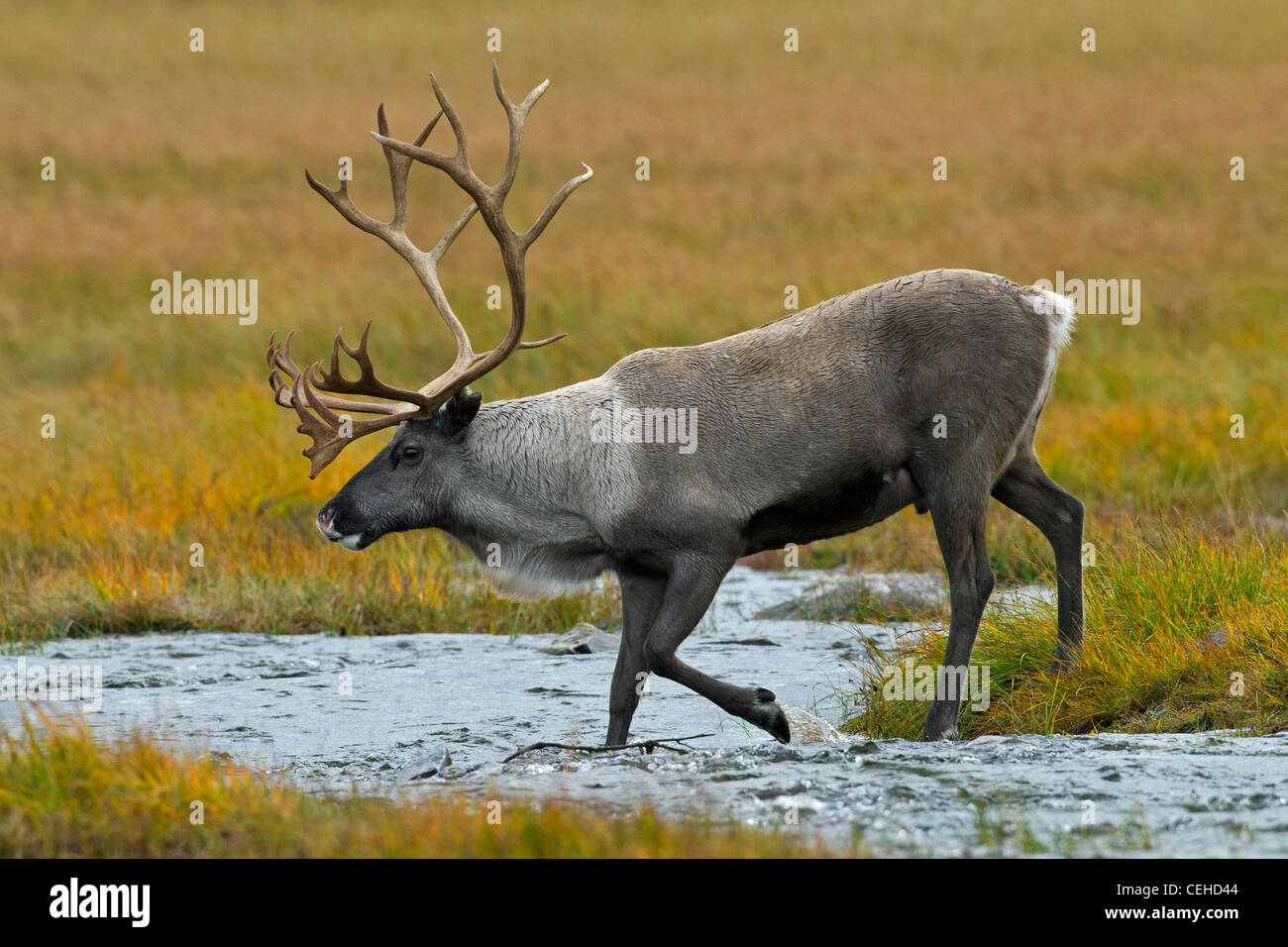 Rentier (Rangifer Tarandus) Bull Kreuzung Stream in der Tundra im Herbst, Lappland, Schweden Stockfoto