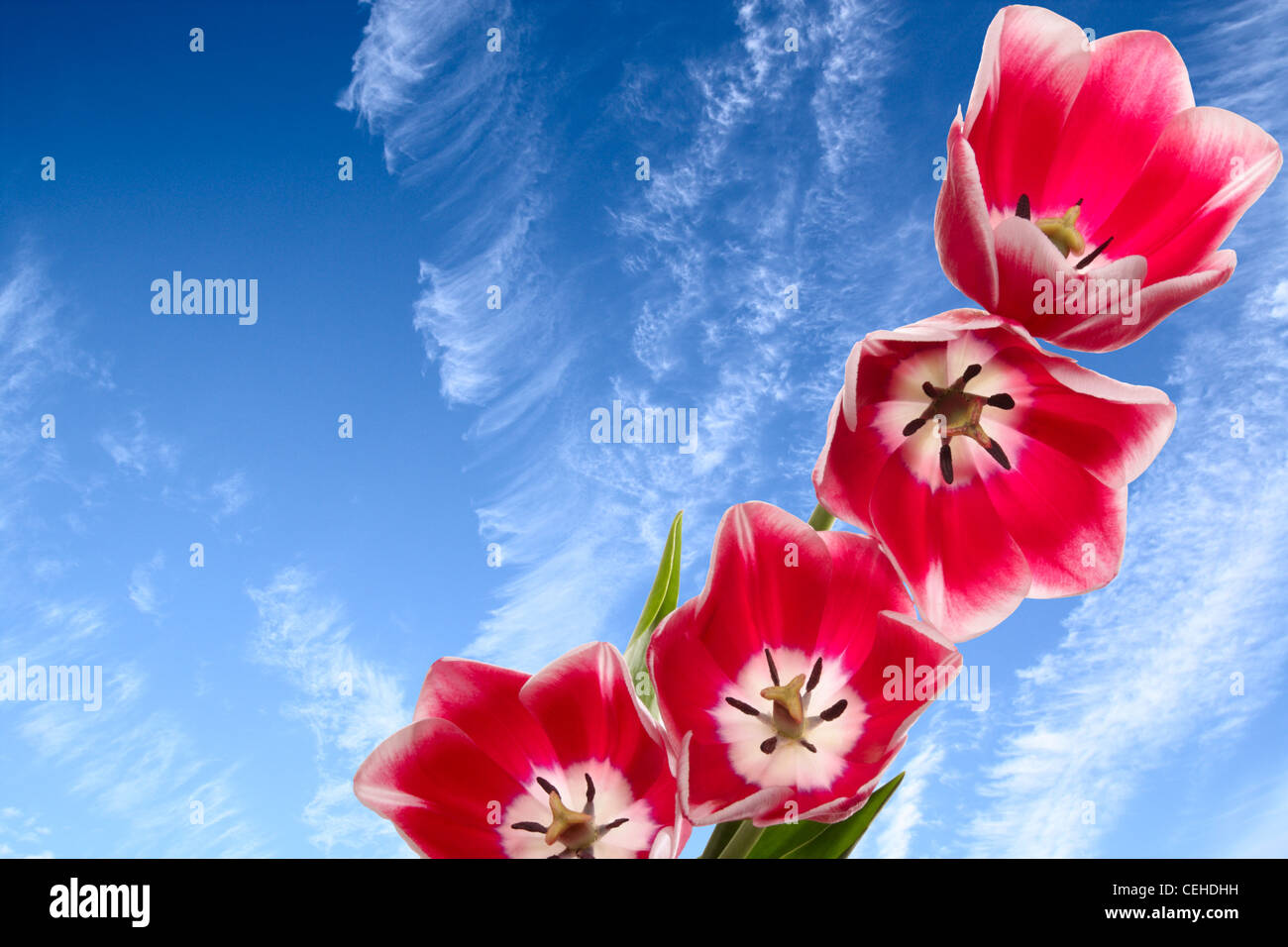 Rosa Blüten auf einem Hintergrund von den blauen Himmel mit Wolken Stockfoto