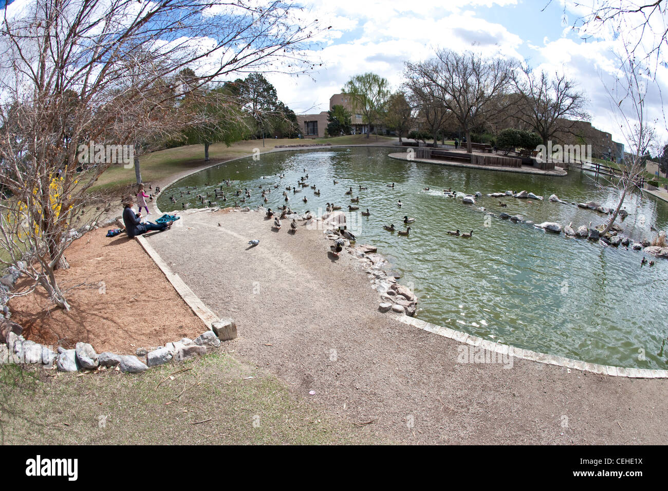 Mutter und Kind füttern Enten in einem Teich, New Mexico, USA Stockfoto