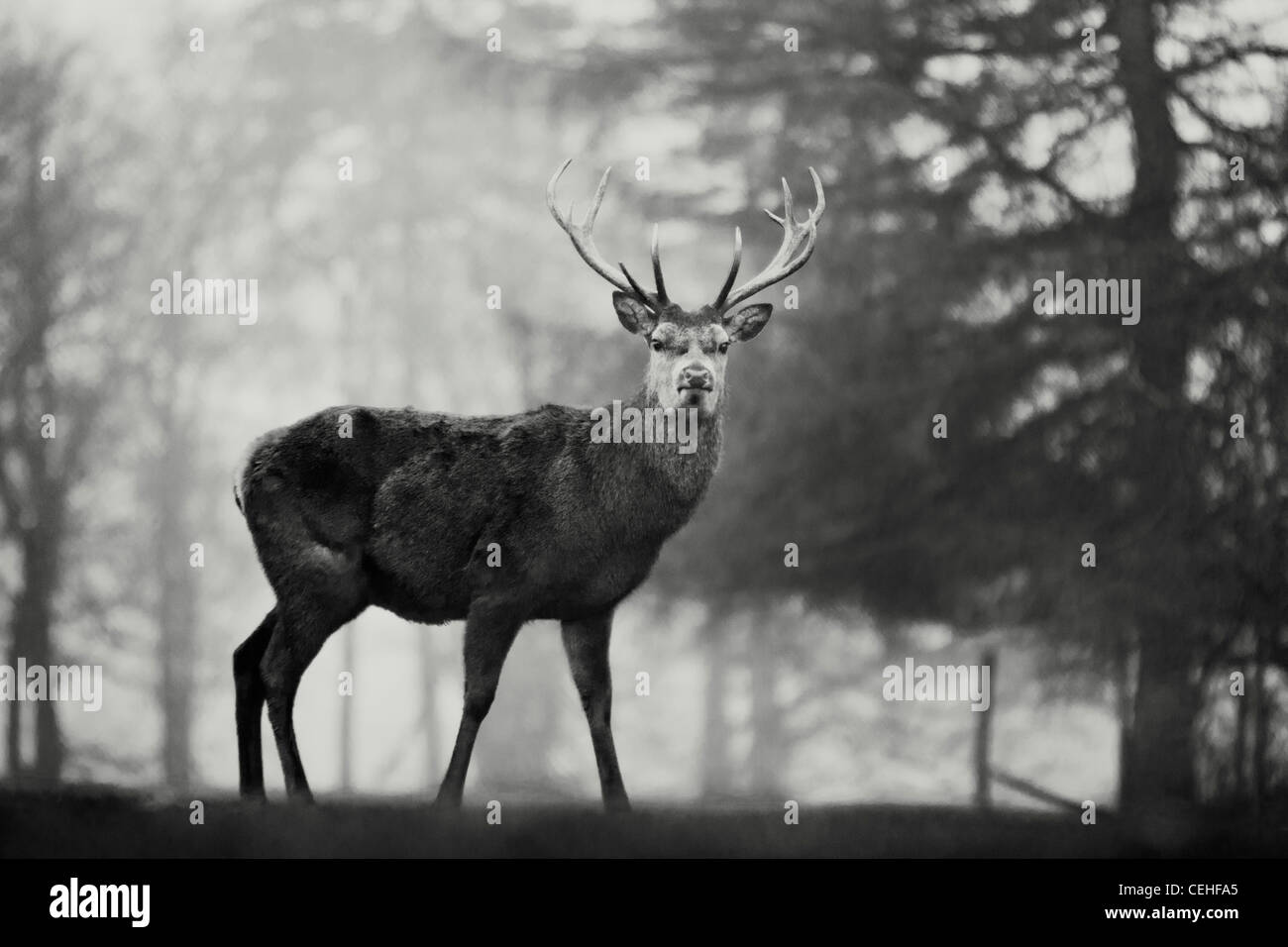 ein schwarz-weiß Bild von einem Hirsch Hirsch stoppt und starrt in Richtung der Kamera Stockfoto