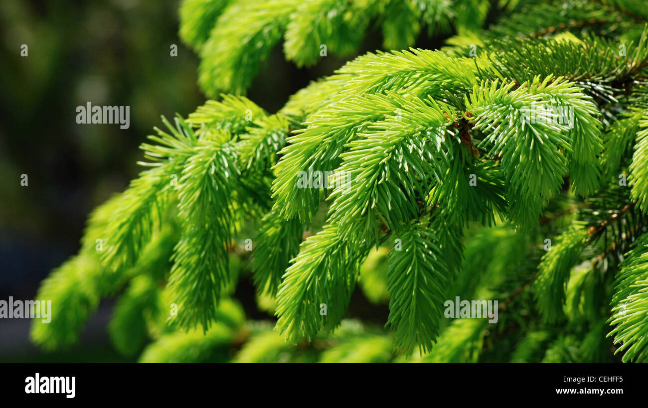 Detail Closeup Shooting der grünen Zweig der gemeinsamen Fichte. Stockfoto