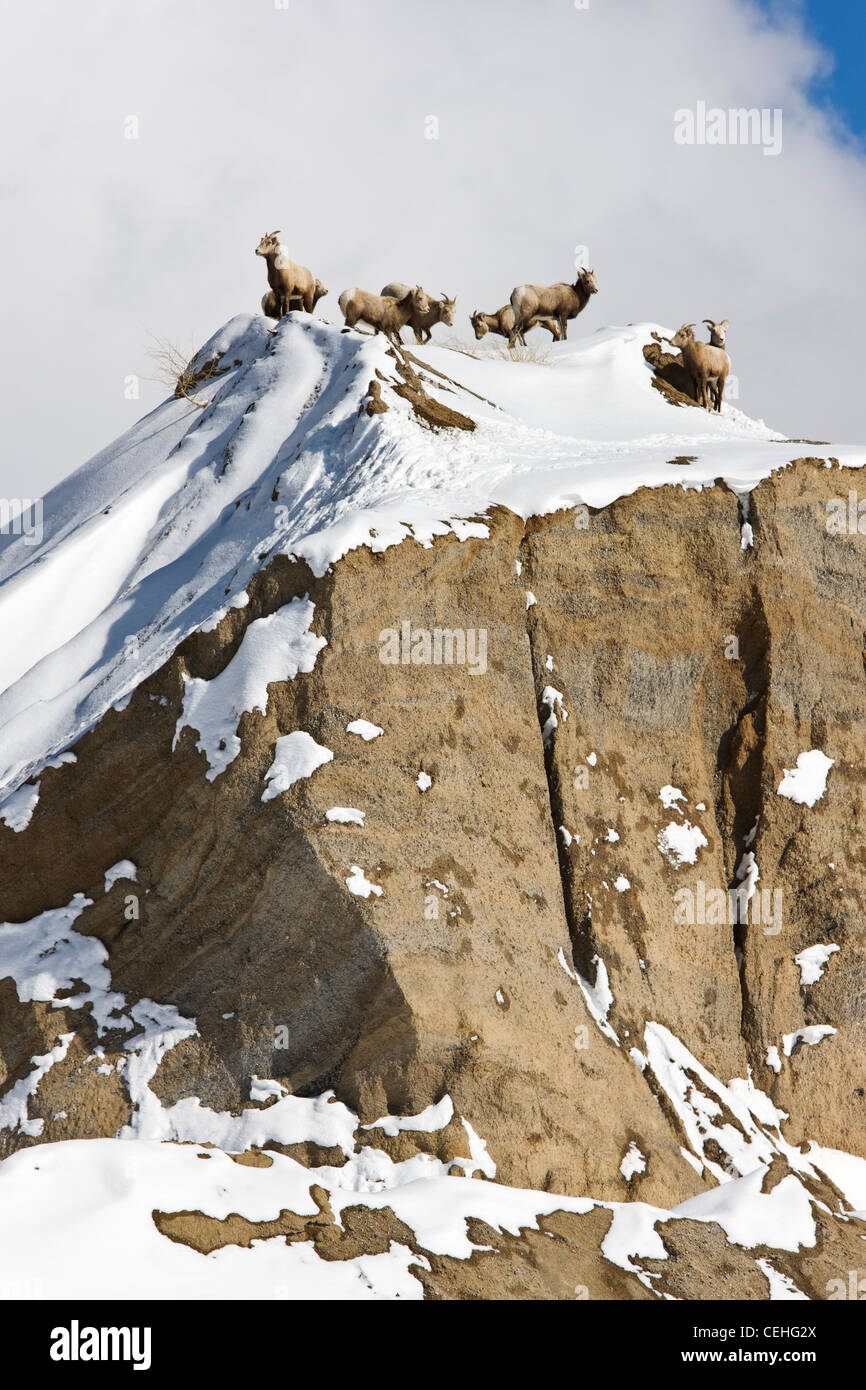 Rocky Mountain Dickhornschaf Ovis Canadensis, im Winter, Monarch Pass, Colorado, USA Stockfoto