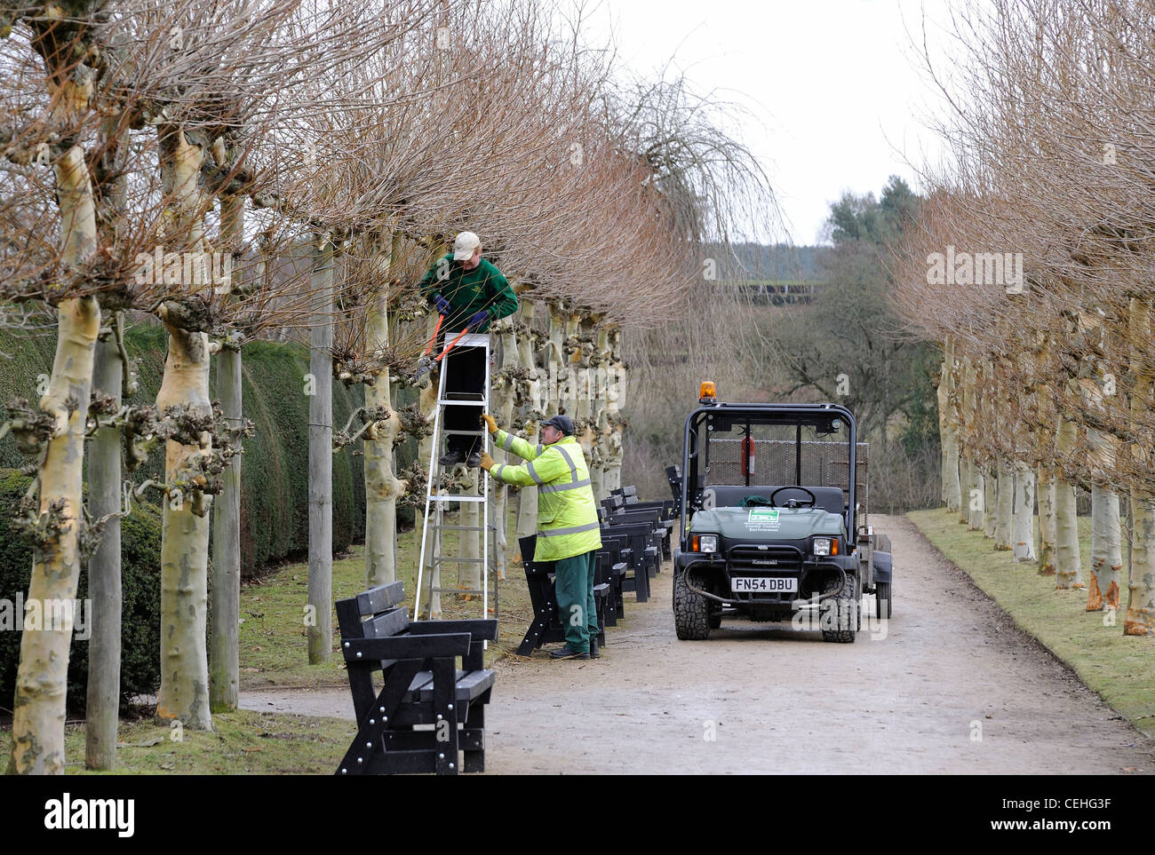 Gärtner beschneiden und pflegen eine Allee von Kalk Bäume England uk