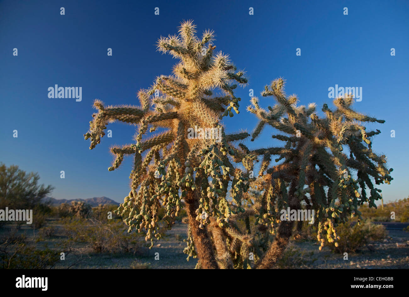 Ajo, Arizona - Kette-Fruit Cholla Kaktus im Organ Pipe Cactus National Monument. Diese Pflanze heißt auch der jumping Cholla. Stockfoto