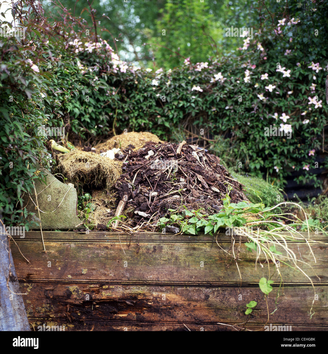 Garten Komposthaufen mit Clematis montana tetrarose wächst auf einem Zaun im ländlichen Wales UK KATHY DEWITT Stockfoto