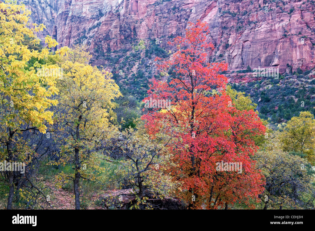 Die rote Bigtooth Ahornbäume zeichnen sich unter den Farben des Herbstes in den Schluchten des Zion National Park in Utah. Stockfoto