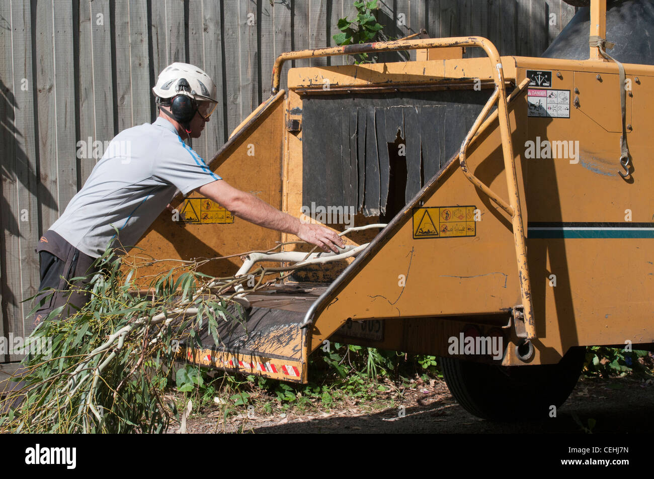 Baumschere feeds Eukalyptus Stecklinge in eine LKW-montierte Mulchen Maschine Stockfoto