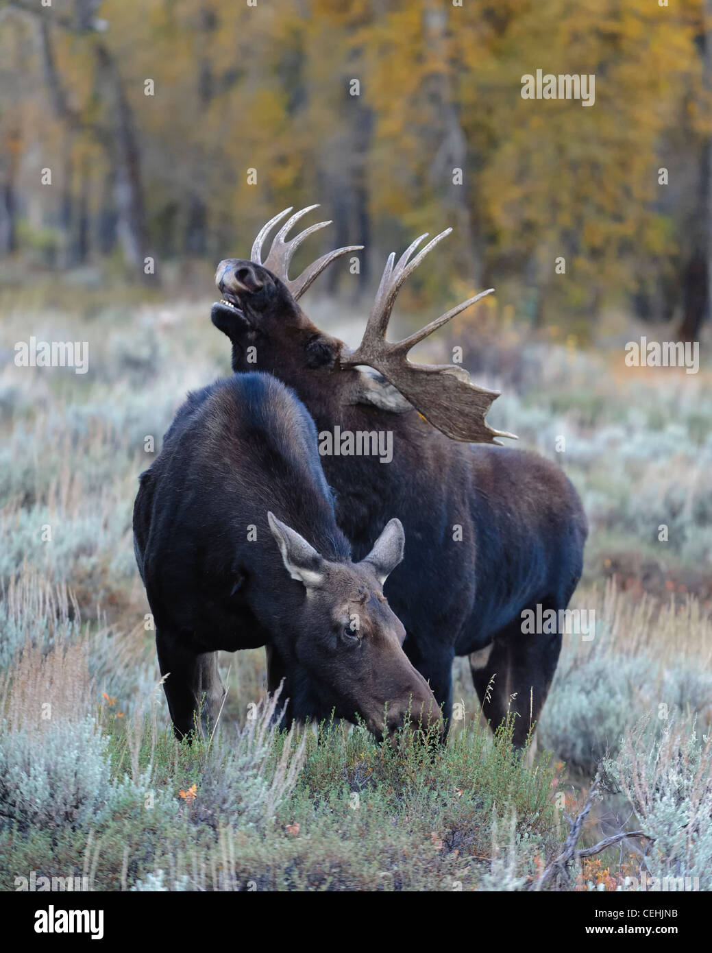 Paarung zweier Elch (Alces Alces), Grand-Teton-Nationalpark, Wyoming Stockfoto