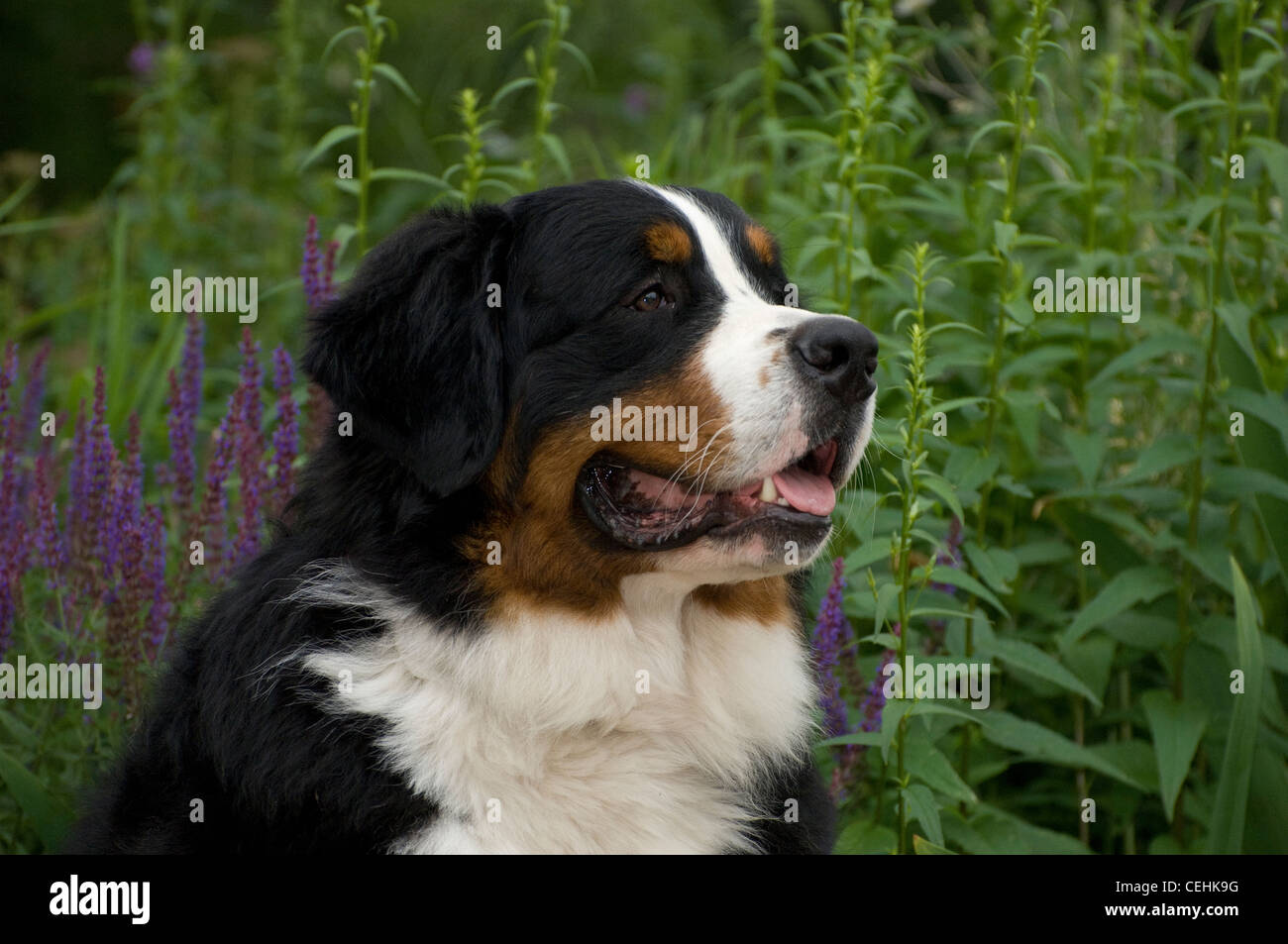 Berner Sennenhund-Kopfschuss Stockfoto