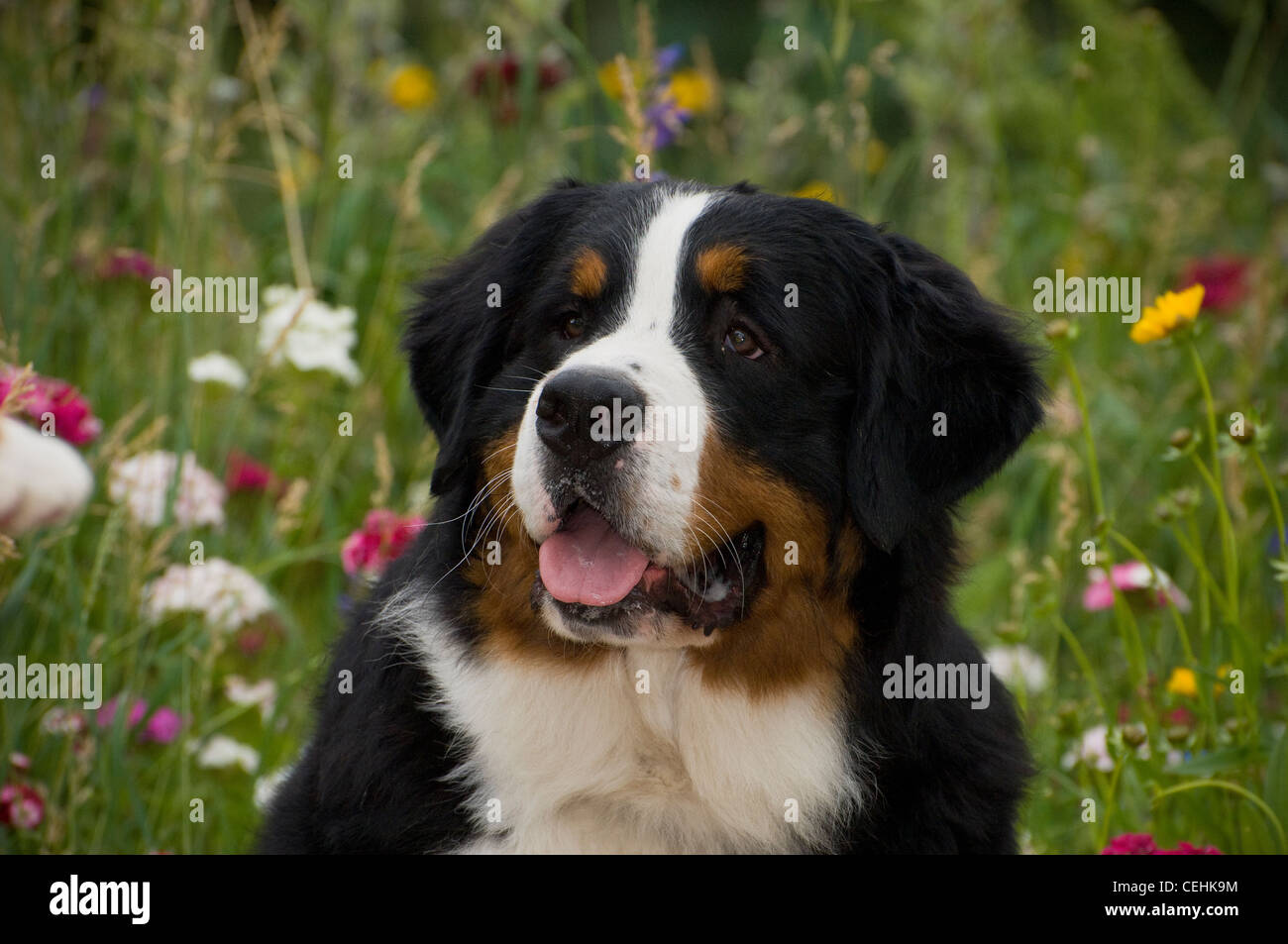 Berner Sennenhund-Kopfschuss Stockfoto