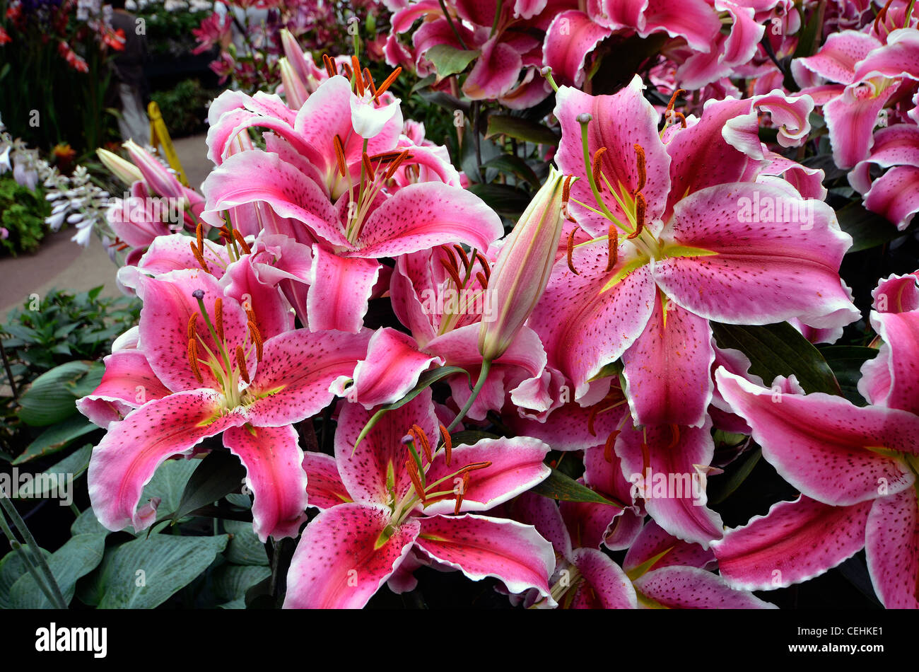 Südlichen Hemisphäre Blumen in Auckland Domain Wintergarten Stockfoto