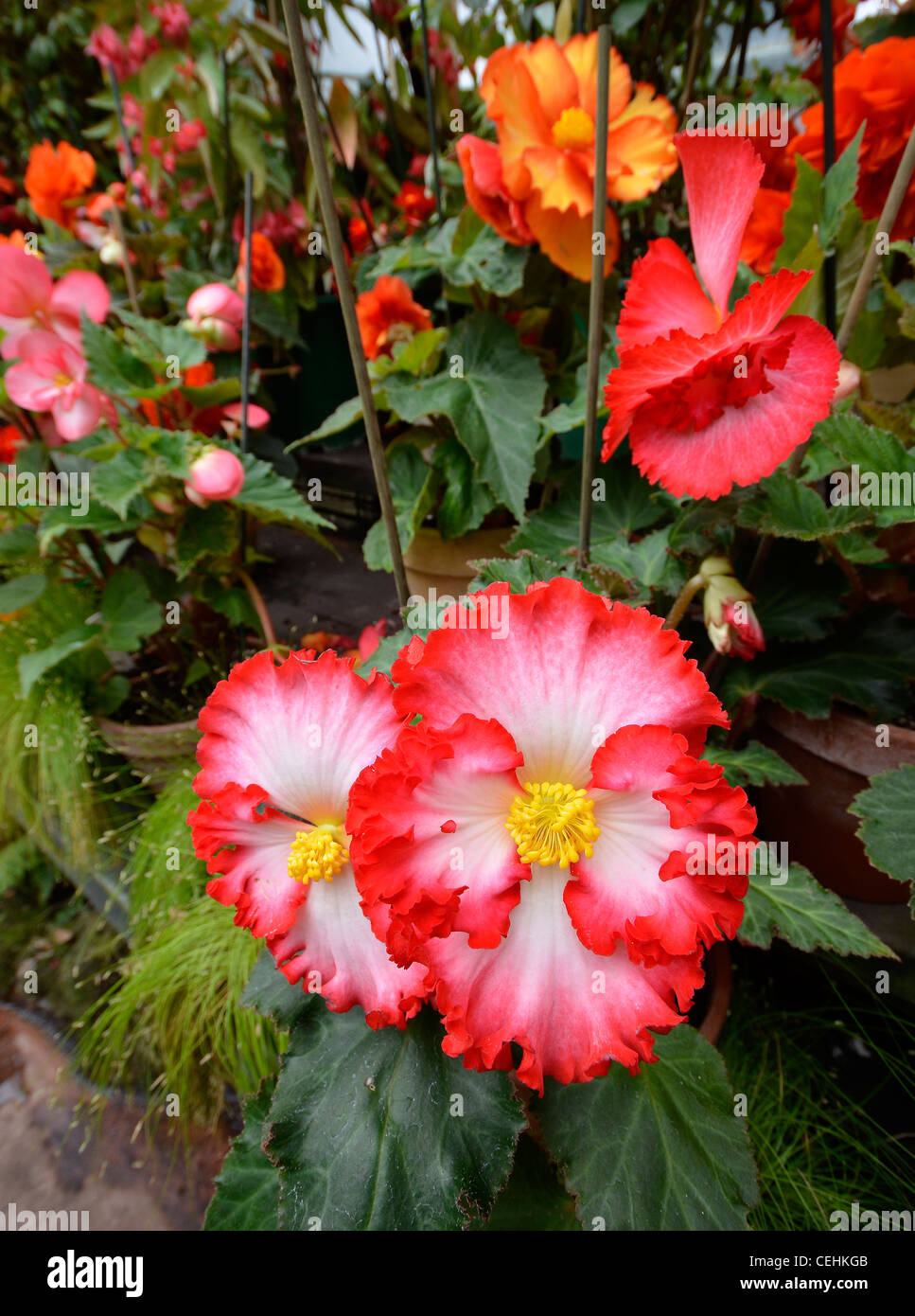 Südlichen Hemisphäre Blumen in Auckland Domain Wintergarten Stockfoto