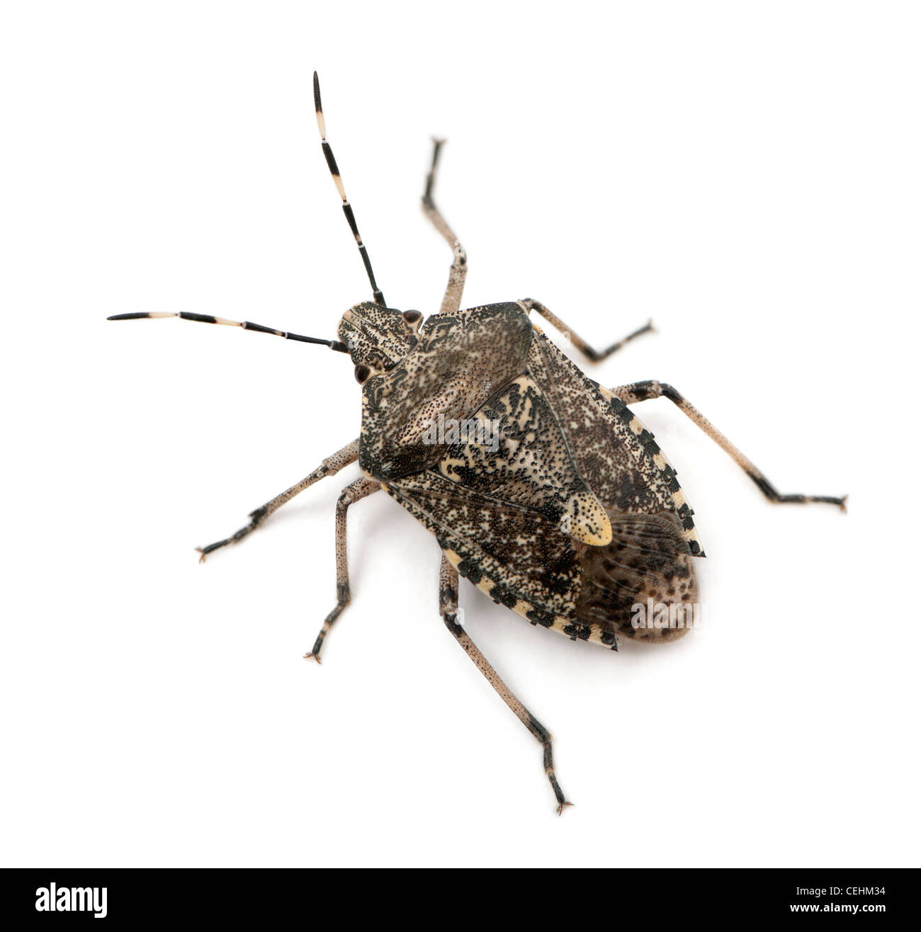 Europäische Stink Bug, Rhaphigaster Nebulosa, vor weißem Hintergrund Stockfoto