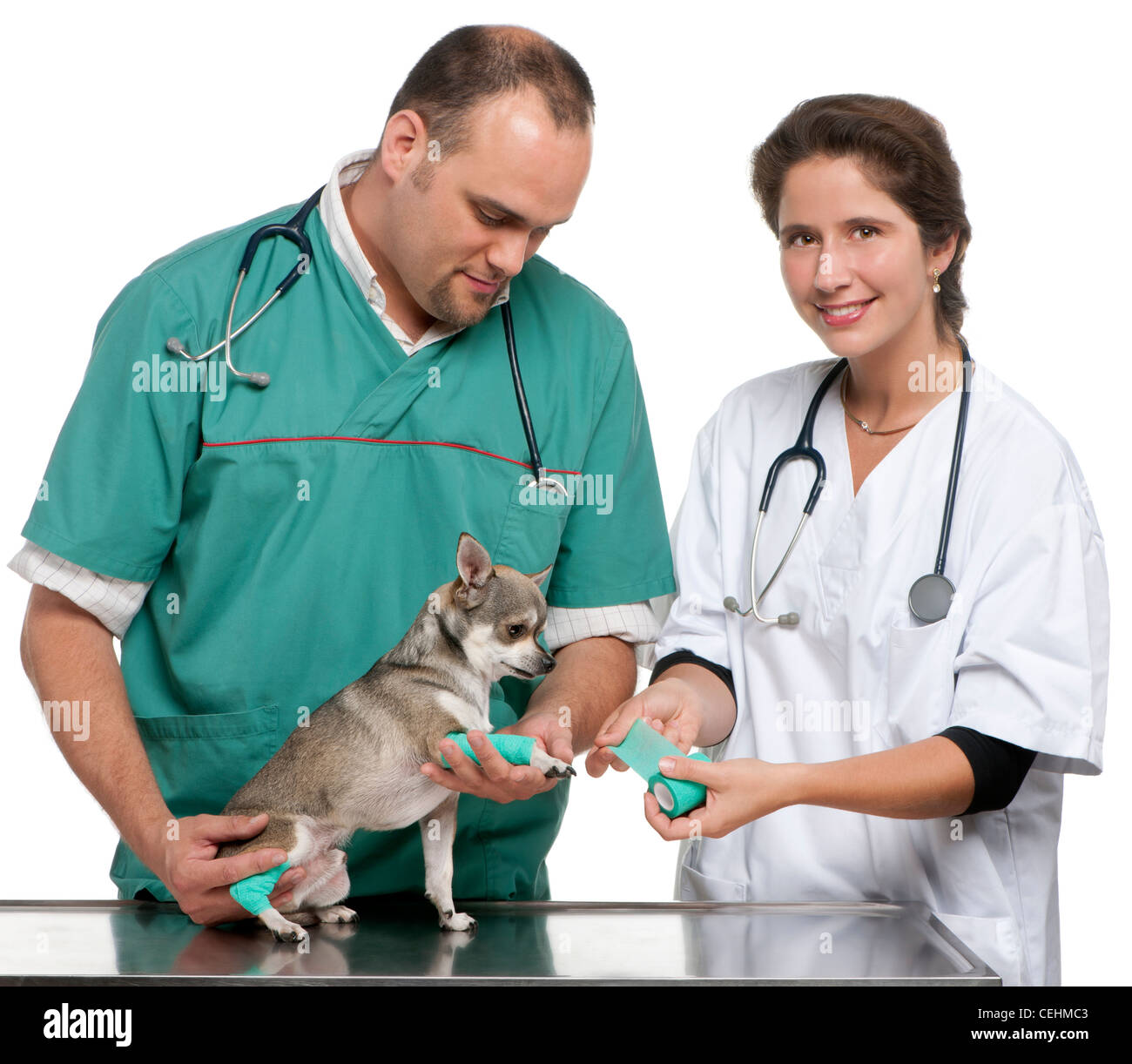 Tierärzte, wickeln einen Verband um einen Chihuahua Pfote vor weißem Hintergrund Stockfoto