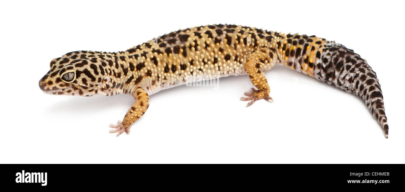 Hohe gelbe Leopardgecko, Eublepharis Macularius, vor weißem Hintergrund Stockfoto