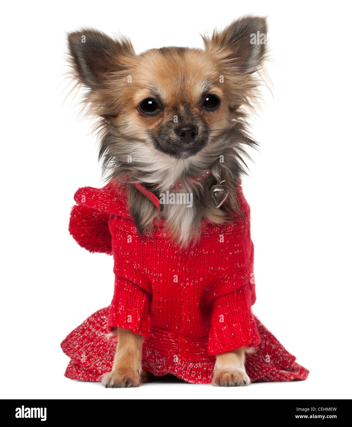 Chihuahua, 7 Monate alt, mit roten Pullover vor weißem Hintergrund Stockfoto